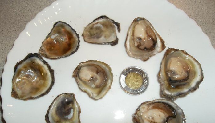 生蚝批发11.jpg
